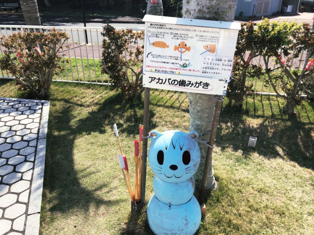 小笠原水産センターは無料の水族館 アカバの歯磨きが人気 小笠原ナビ おがなび